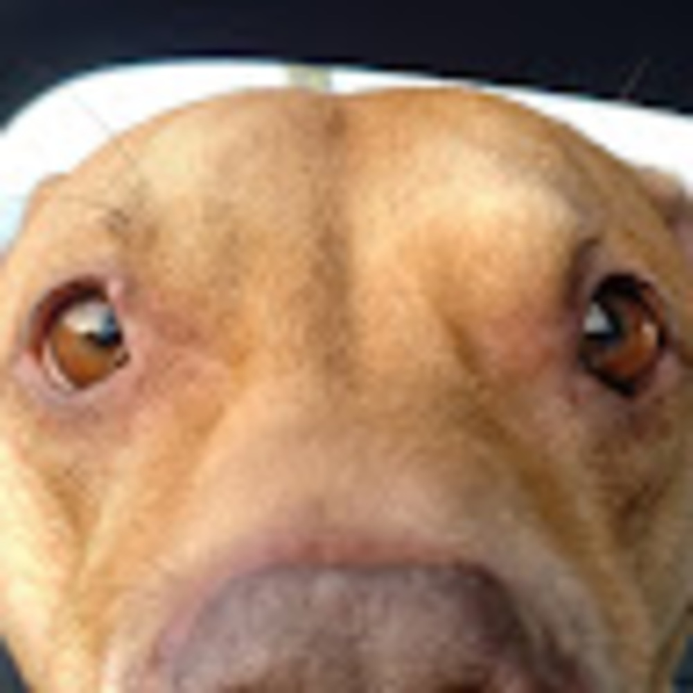 Meet your Posher, Pawsative